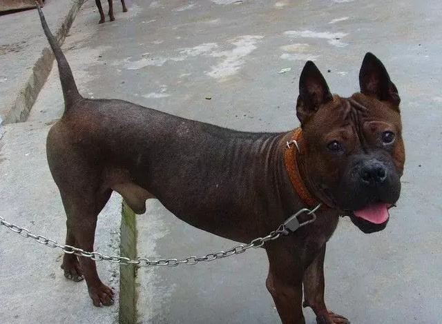 中华田园犬品种，中华田园犬大全和品种（中国的“39种土狗”）