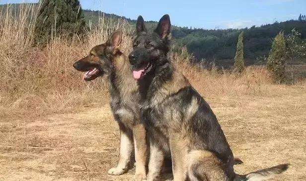 中华田园犬品种，中华田园犬大全和品种（中国的“39种土狗”）