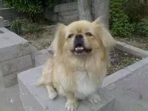 中华田园犬品种，中华田园犬大全和品种（中国的“39种土狗”）