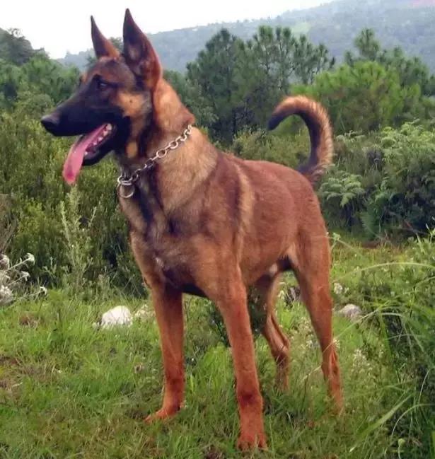 中华田园犬品种，中华田园犬大全和品种（中国的“39种土狗”）