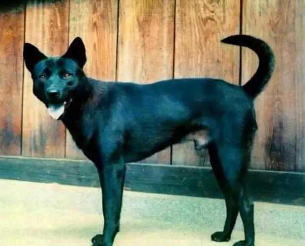 中华田园犬品种，中华田园犬大全和品种（中国的“39种土狗”）