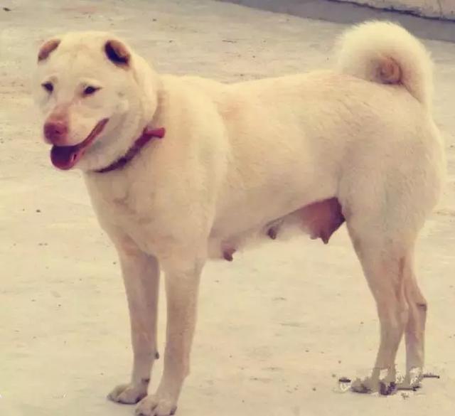 中华田园犬品种，中华田园犬大全和品种（中国的“39种土狗”）