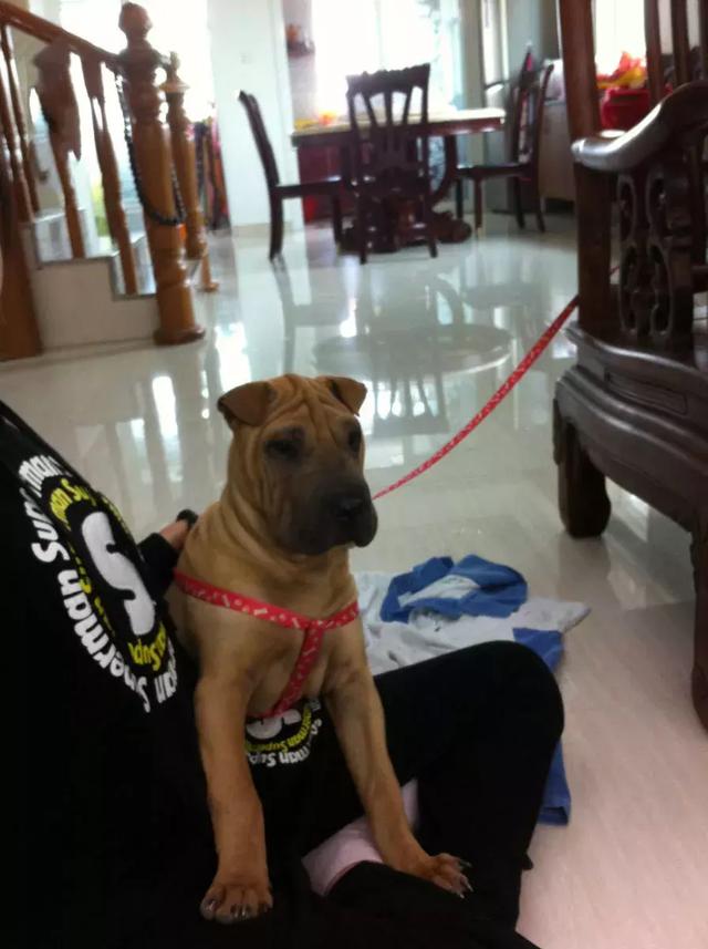 中华田园犬品种，中华田园犬大全和品种（中国的“39种土狗”）