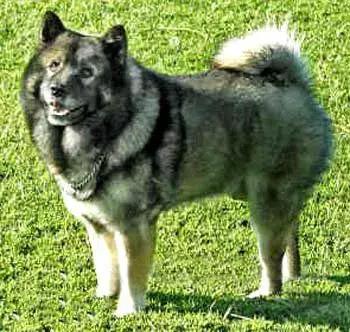 中华田园犬品种，中华田园犬大全和品种（中国的“39种土狗”）