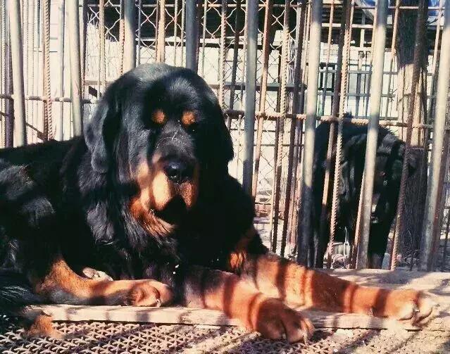 中华田园犬品种，中华田园犬大全和品种（中国的“39种土狗”）