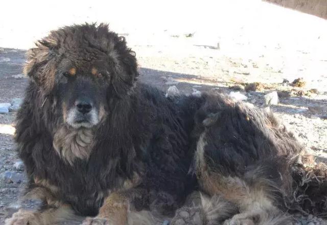 中华田园犬品种，中华田园犬大全和品种（中国的“39种土狗”）