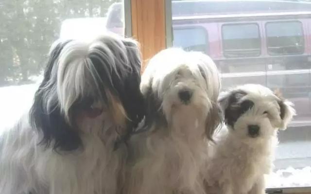 中华田园犬品种，中华田园犬大全和品种（中国的“39种土狗”）