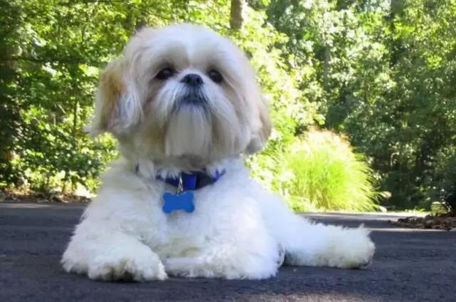 中华田园犬品种，中华田园犬大全和品种（中国的“39种土狗”）