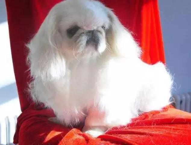 中华田园犬品种，中华田园犬大全和品种（中国的“39种土狗”）