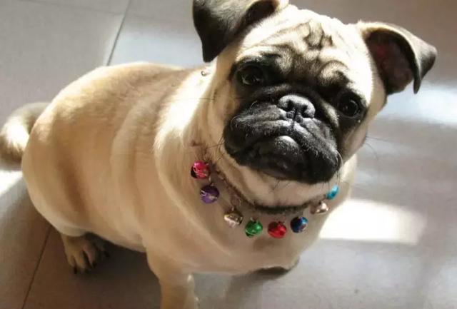 中华田园犬品种，中华田园犬大全和品种（中国的“39种土狗”）