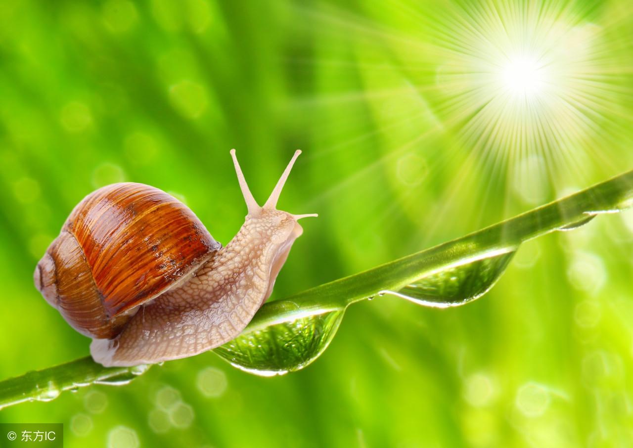 蜗牛是家伙个可爱的家伙