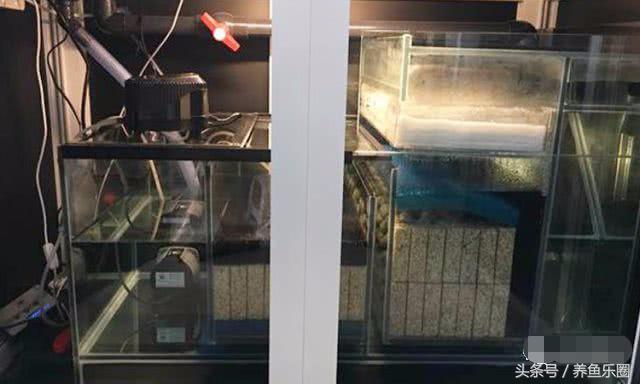 关刀和什么鱼混养，关刀鱼能和什么鱼混养最好（1.2米的龙虎魟混养缸也能炼成空气缸）
