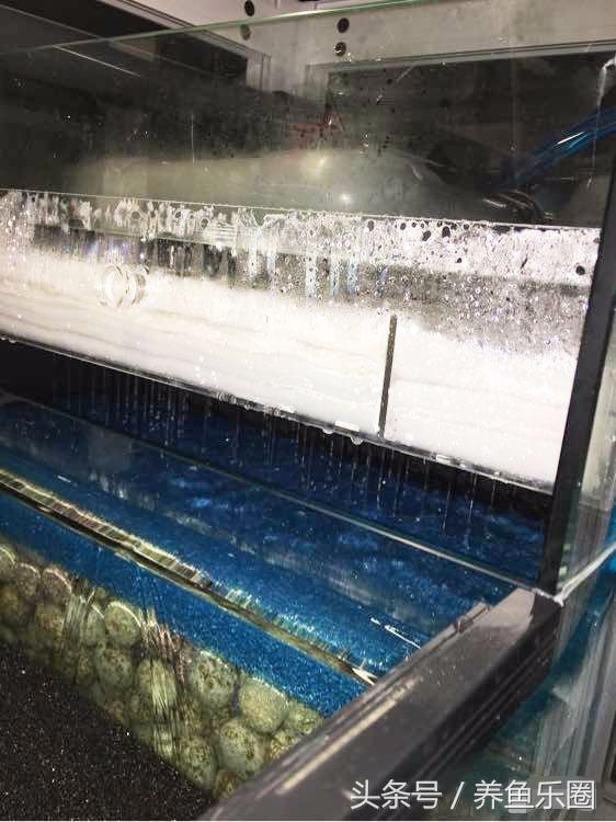 关刀和什么鱼混养，关刀鱼能和什么鱼混养最好（1.2米的龙虎魟混养缸也能炼成空气缸）