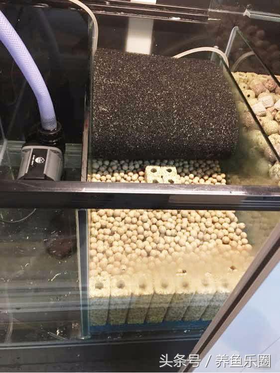 关刀和什么鱼混养，关刀鱼能和什么鱼混养最好（1.2米的龙虎魟混养缸也能炼成空气缸）