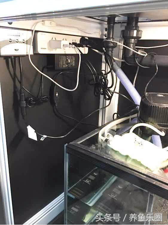 关刀和什么鱼混养，关刀鱼能和什么鱼混养最好（1.2米的龙虎魟混养缸也能炼成空气缸）