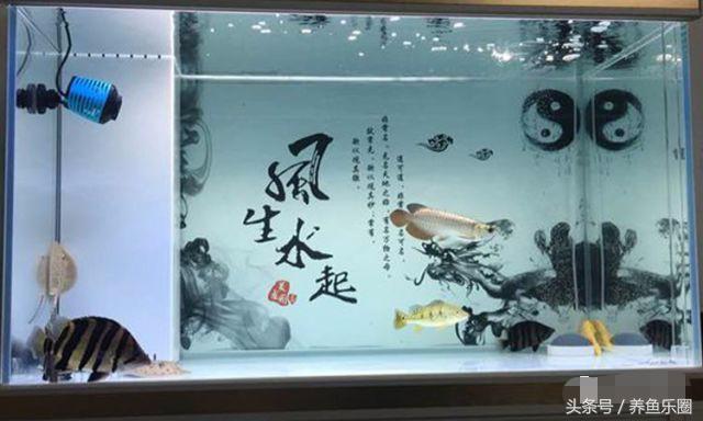 关刀和什么鱼混养，关刀鱼能和什么鱼混养最好（1.2米的龙虎魟混养缸也能炼成空气缸）