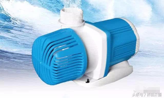 关刀和什么鱼混养，关刀鱼能和什么鱼混养最好（1.2米的龙虎魟混养缸也能炼成空气缸）