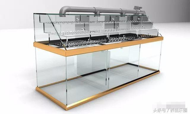 关刀和什么鱼混养，关刀鱼能和什么鱼混养最好（1.2米的龙虎魟混养缸也能炼成空气缸）