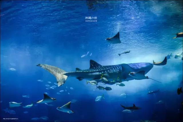 冲绳旅游美食购物攻略，冲绳旅游全攻略（日本三年签秘籍之-教你去冲绳玩）