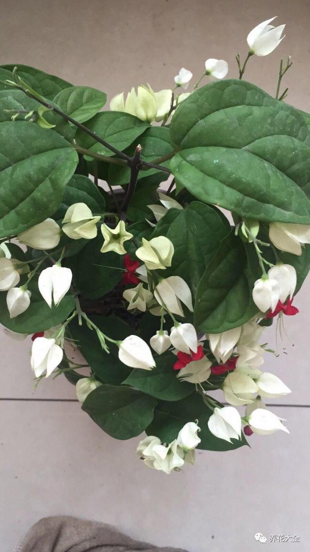 龙吐珠花怎么养，龙吐珠花怎么养修剪（这样浇点油，一个月就能长满盆）