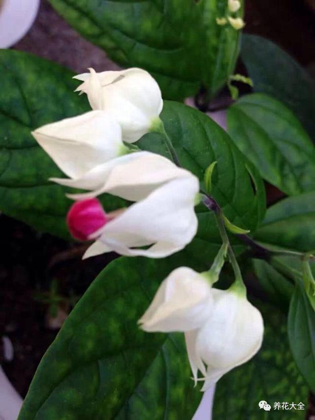 龙吐珠花怎么养，龙吐珠花怎么养修剪（这样浇点油，一个月就能长满盆）