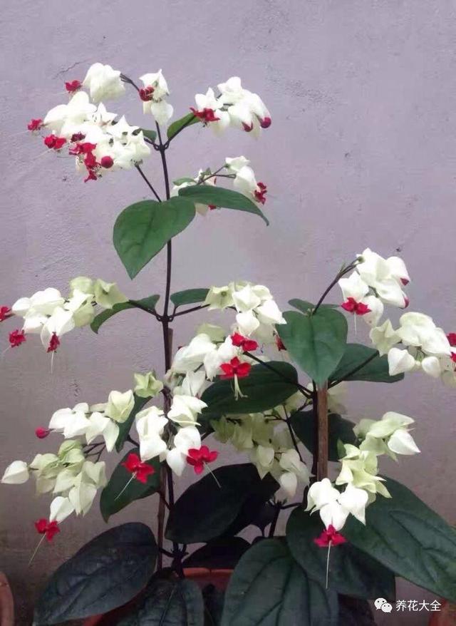 龙吐珠花怎么养，龙吐珠花怎么养修剪（这样浇点油，一个月就能长满盆）