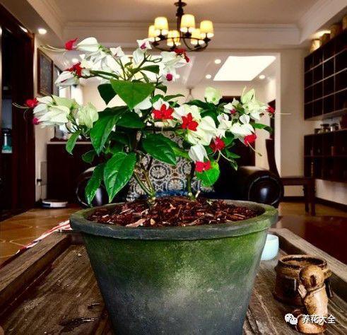 龙吐珠花怎么养，龙吐珠花怎么养修剪（这样浇点油，一个月就能长满盆）