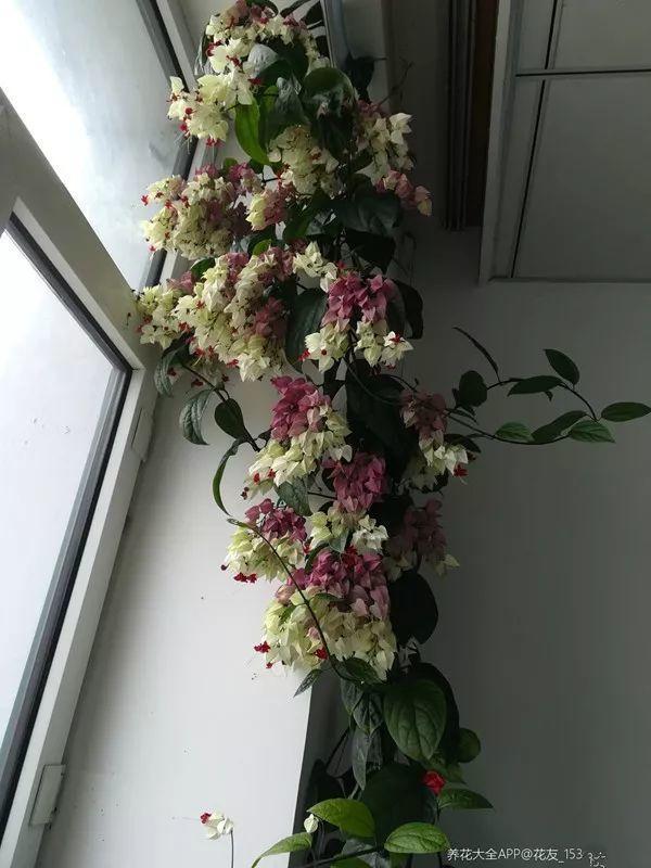 龙吐珠花怎么养，龙吐珠花怎么养修剪（这样浇点油，一个月就能长满盆）