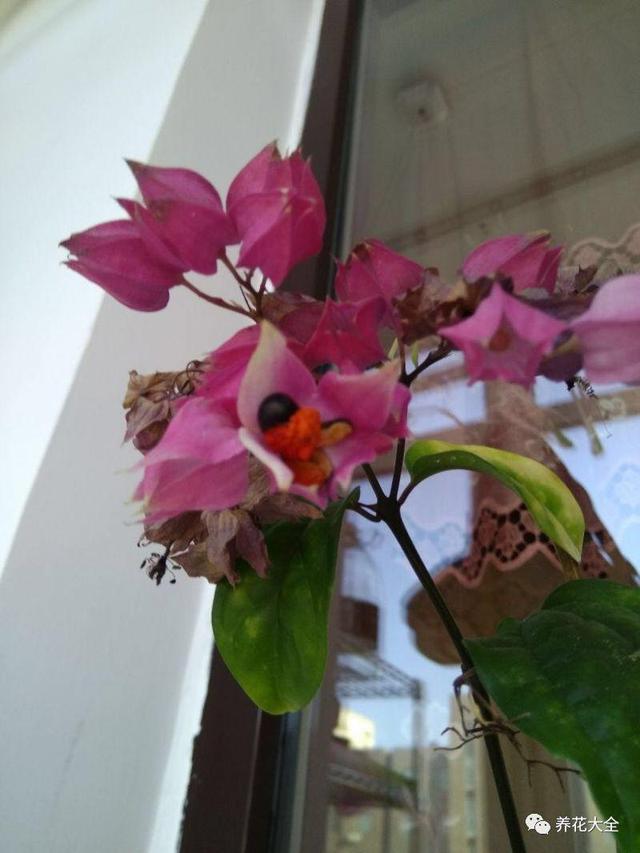 龙吐珠花怎么养，龙吐珠花怎么养修剪（这样浇点油，一个月就能长满盆）