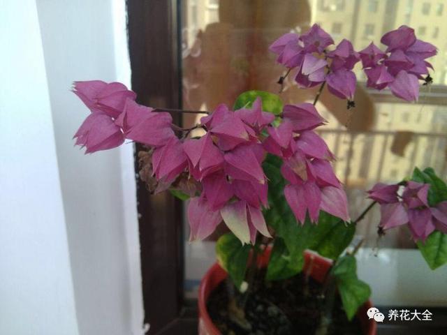 龙吐珠花怎么养，龙吐珠花怎么养修剪（这样浇点油，一个月就能长满盆）