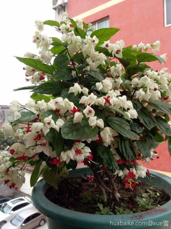 龙吐珠花怎么养，龙吐珠花怎么养修剪（这样浇点油，一个月就能长满盆）