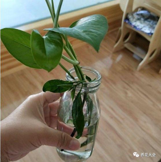 龙吐珠花怎么养，龙吐珠花怎么养修剪（这样浇点油，一个月就能长满盆）