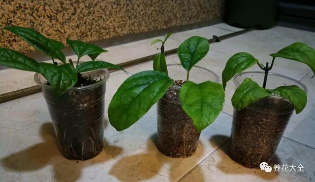 龙吐珠花怎么养，龙吐珠花怎么养修剪（这样浇点油，一个月就能长满盆）