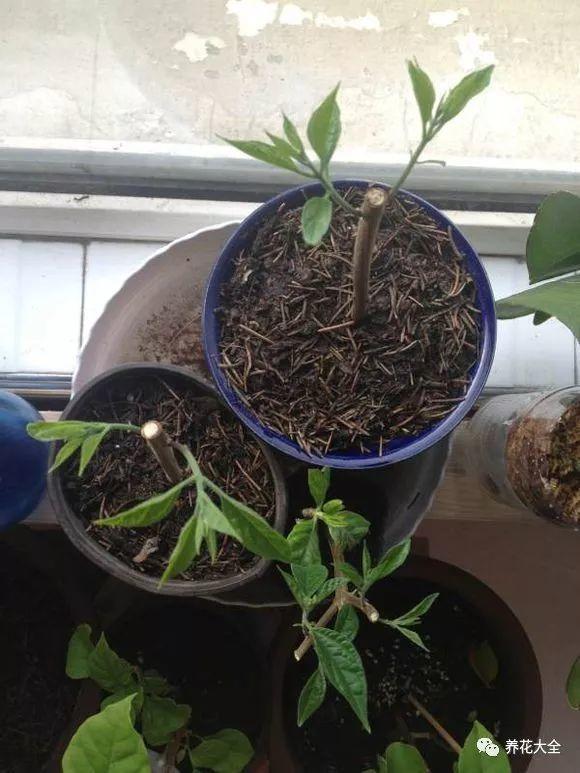 龙吐珠花怎么养，龙吐珠花怎么养修剪（这样浇点油，一个月就能长满盆）