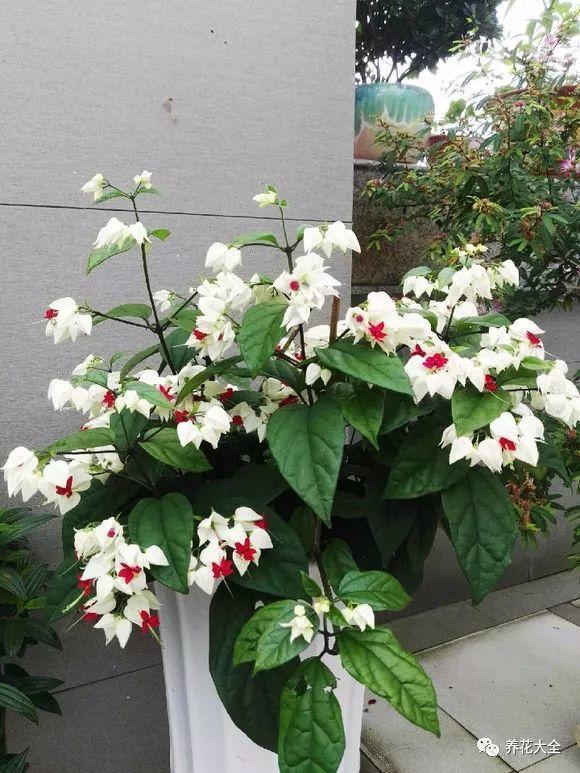 龙吐珠花怎么养，龙吐珠花怎么养修剪（这样浇点油，一个月就能长满盆）