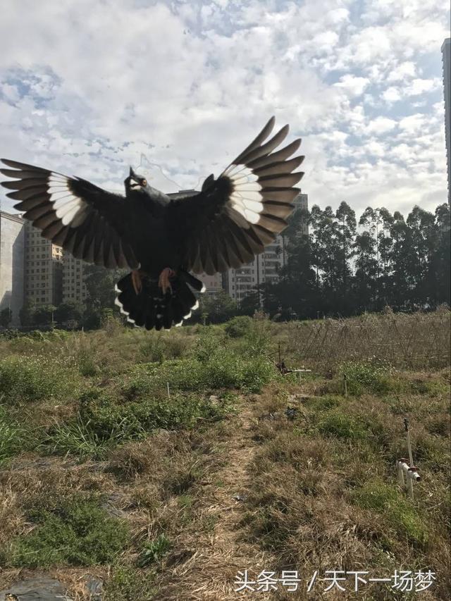 八哥怎么训练说话，八哥怎么训练说话声音（八哥放飞喂养训练教程大全）