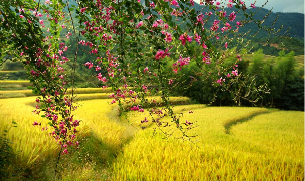 戌月是几月，寅午戌月是几月（月令<农历>别称）