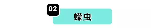 蜱虫会飞吗在哪容易出现，蜱虫是不是会飞（但咱还真不能小瞧了它们）