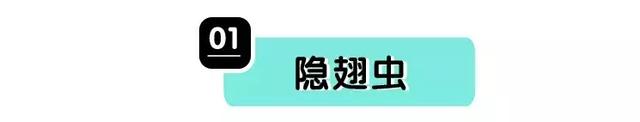蜱虫会飞吗在哪容易出现，蜱虫是不是会飞（但咱还真不能小瞧了它们）