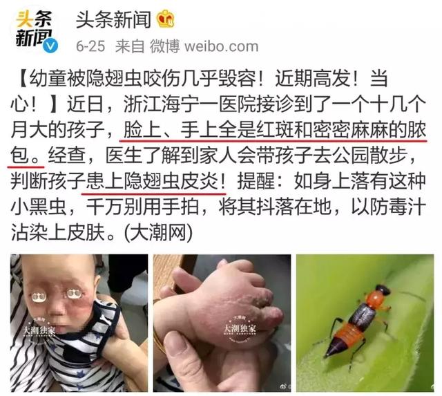 蜱虫会飞吗在哪容易出现，蜱虫是不是会飞（但咱还真不能小瞧了它们）
