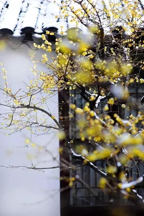 清平乐别来春半翻译，《清平乐·别来春半》（读这8首《清平乐》）