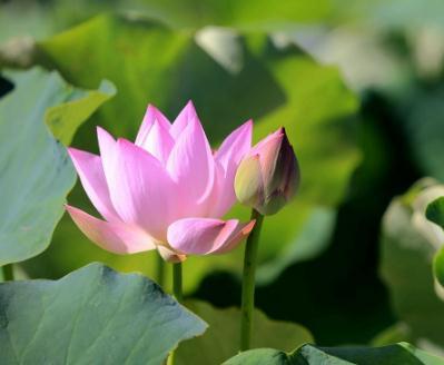 金刚经经典名句，最新的金刚经经典名句大全（《金刚经》中经典的20句禅语）