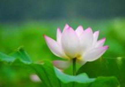 金刚经经典名句，最新的金刚经经典名句大全（《金刚经》中经典的20句禅语）