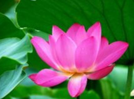 金刚经经典名句，最新的金刚经经典名句大全（《金刚经》中经典的20句禅语）