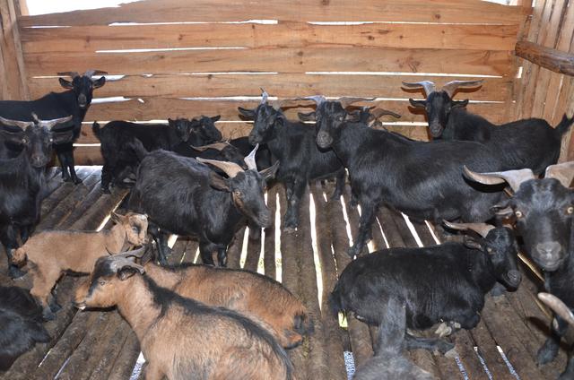 正宗原生态养殖黑山羊，黑山羊生态养殖
