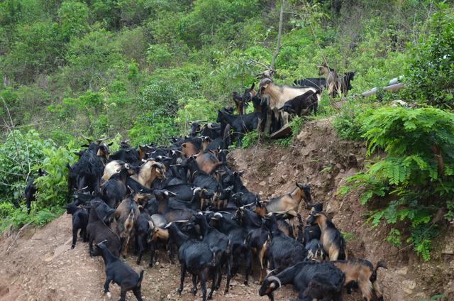 正宗原生态养殖黑山羊，黑山羊生态养殖