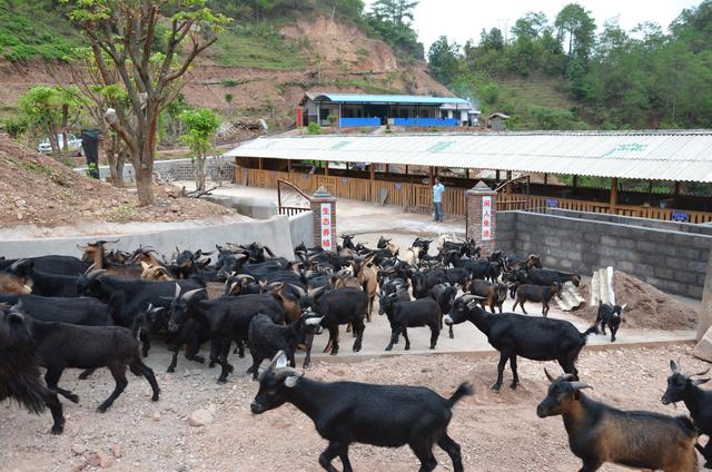 正宗原生态养殖黑山羊，黑山羊生态养殖