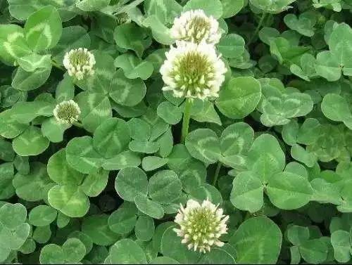 马蜂菜的功效与作用,马蜂菜(夏天一种野菜治一种病)