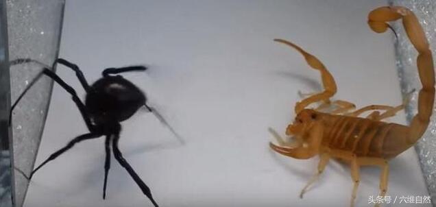 蜘蛛的天敌是什么，臭虫的天敌是什么（金蝎见到黑寡妇蜘蛛的表现令人失望）