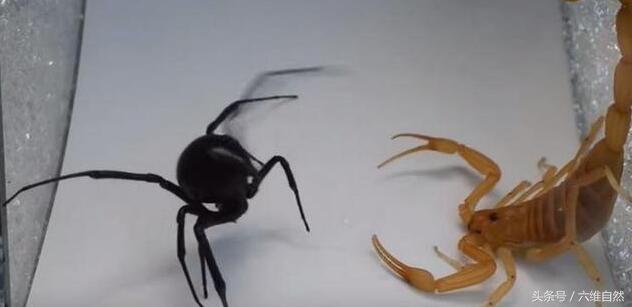 蜘蛛的天敌是什么，臭虫的天敌是什么（金蝎见到黑寡妇蜘蛛的表现令人失望）